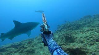 SPEARFISHING MONSTER Jobfish (Uku) and Tuskfish (GIANT LOBSTER ROCK)! 