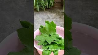 Lá mướp không nhiều người biết đến. Người dân nông thôn thường hái và phơi khô