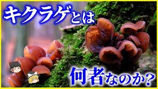 【ゆっくり解説】なぜ「くらげ」？「きくらげ」とは何者なのか？を解説/海藻じゃないよキノコだよ…自宅でもキクラゲは栽培可能!?