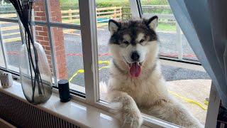 How Much Is That Doggy In The Window? Giant Husky Breaks In