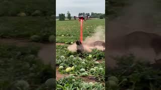 Drone to kill harmful pigs #villagelife#smartfarming #rurallife #farmingtraditions#farming101