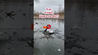Щука на 8кг?!? Жерлицы 2024-2025 #первыйлед #жерлицы #рыбалка #fishing