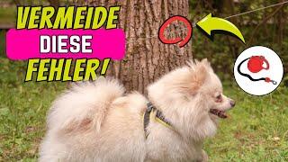 You should definitely avoid these 6 mistakes when walking your dog with a flexi leash! 