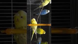 budgies