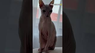 #subscribe #youtubeshorts #viralvideo #like #fyp#trending #music #foryou #cat #sphynx #сфинкс