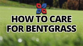 How to Care for Bentgrass | DoMyOwn.com