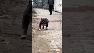 Heavy quality dog  #shortviral #pitbull #americanbully #attitudestatus #doglover #dangerous