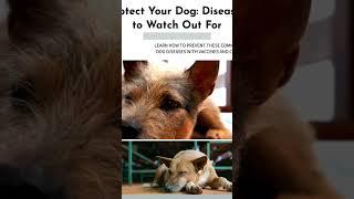 Dog disease #bdvets #dog