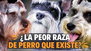 SCHANUZER: LA PEOR RAZA DE PERROS QUE EXISTE   