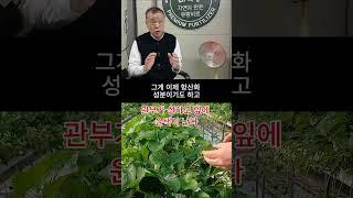 항산화솔루션이 뭔가요?