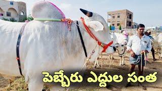 ongole cattles market in pebbair-indian cattle market videos-pebbair bulls market 2024-pebbair santa