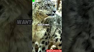 Snow Leopard: The Ghost of the Mountains | #snowleopard #leopard #animals #trending #iceage #shorts