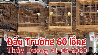 Hội Thi Chim Chào Mào Đấu Hót | Trường Chim Thủy Dương 31/05/2020