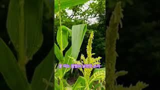 꿀벌, 옥수수꽃에 윙윙거리며 꿀 모으는 꿀벌의 날갯짓 소리 경쾌하다. 꿀벌 화이팅~ #꿀벌소리 #꿀벌 #옥수수 #꿀벌영상 #옥수수꽃 #자연 #자연영상 #자연의소리 #nature