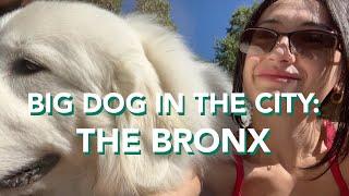 great pyrenees in nyc: visiting the bronx