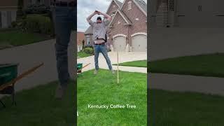 A Kentucky Coffee Tree Magically Appears in a Front Yard!