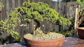 Deadwood on old Juniper Bonsai