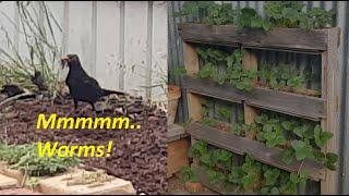 Great results from my coffee grounds mulching experiment & strawberry vertical pallet garden!