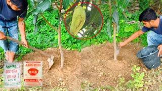 The Best Fertilizer For Mango Plants | Best Fertilizer