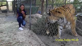 Outtakes: Reporter scared by playful tiger