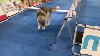 Stubborn Husky fails attempt at obstacle course!