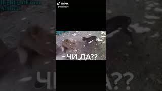 Бокс с собакой