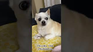 Chihuahua