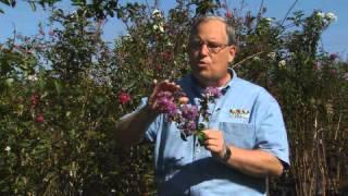 Crape Myrtle Seed Pods