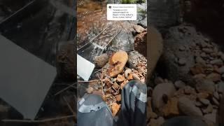 Золотой день на реке #золото #золотоискательство #золотодобыча #минералы #драгоценные  #геология