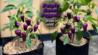 Growing Purple Sweet Peppers from Seed to Harvest - Step by Step in Containers or Grow Bags