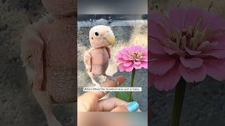 A kind woman rescued and raised a featherless lovebird #birds #parrot #wildanimals #pets