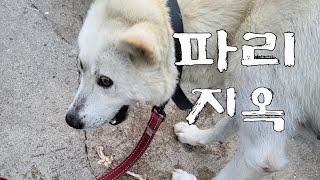 200을 달라고? #dog