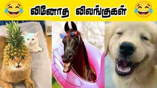 யோவ்.. கேமராமேன் ஏதோ வந்துச்சி தான??#viral #trending #comedy #funnyanimalvideos