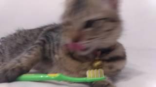 Our cat brushing her teeth