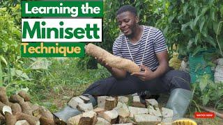 PROPAGATING SEED YAMS THROUGH MINISETT TECHNIQUE/ yam planting  in sacks/ yam farming in sacks