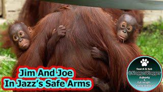 Jazz's Protective Instincts - Dudley Zoo Alarm Startles Orangutans