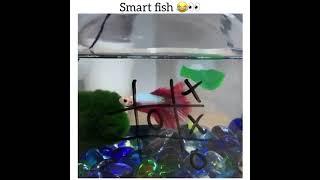 Smart Fish  | #Best #Betta #Fish #Video | #shortvideo