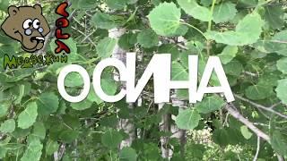 ОСИНА  (Школа травоведения)