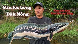 Săn lóc bông khủng Đăk Nông #tamlaoquy
