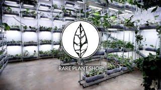 The NEW Rare Plant Shop Tour! | 6000+ RARE PLANTS