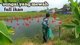 sampai bingung dimana mana terlalu banyak ikan || ikhtiar mancing im