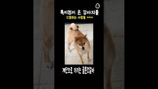 특이점이 온 강아지를 인증하는 사람들ㅋㅋ