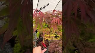 Add a beautiful ‘Oregon Sunset’ to your garden! #japanesemaple #mrmapleshow Sub @MrMapleShow