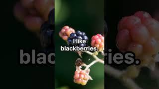 초간단영문장 [I like blackberries] 영어공부 유아영어 초보영어 영어문장