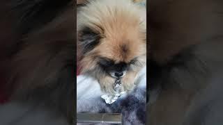 Самый милый пёс во всём мире