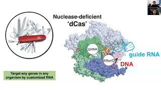 High-throughput neuroscience research and 22q11 Deletion Syndrome by a Novel CRISPR Toolbox Seminar