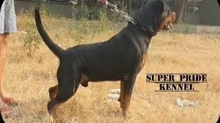 #rottweilermassivesizestrongbodydelhi SUPERpride kennel delhi