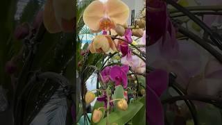 РОЗКІШНІ ОРХІДЕЇ на каскаді неймовірна краса ШИКАРНО магазин Exotic Flora #kyiv #orchid