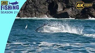 Big Kingfish And Huge Tuna By The Rocks