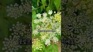 채소에서 피는 꽃 보셨어요? #텃밭 #정원 #채소꽃 #시골일상 #전원주택